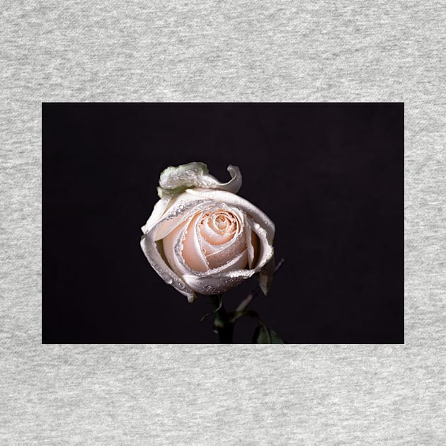 White rose on black background by blossomcophoto